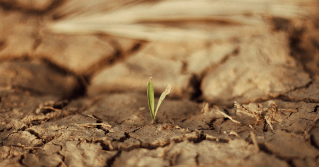 compacted dry soil with a a sprout growing