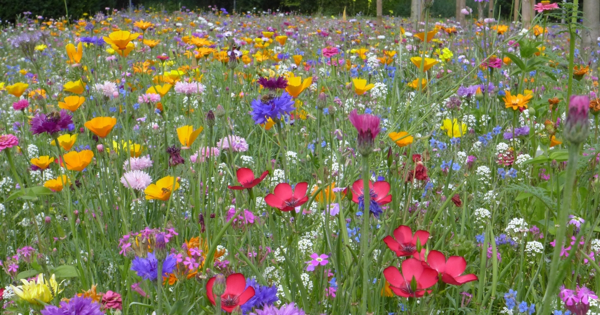 the top of a basil plant the top of a basil plant