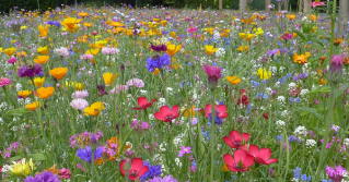 a meadow with colorful flowers