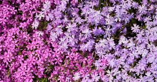 Pink and purple phlox