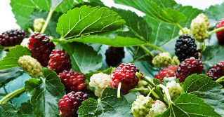 Mulberry Weed 