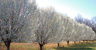 A row of Bradford Pear trees