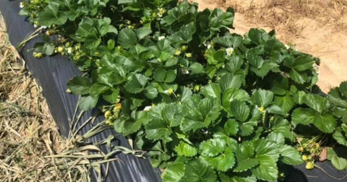 Plasticulture Strawberries Plasticulture Strawberries