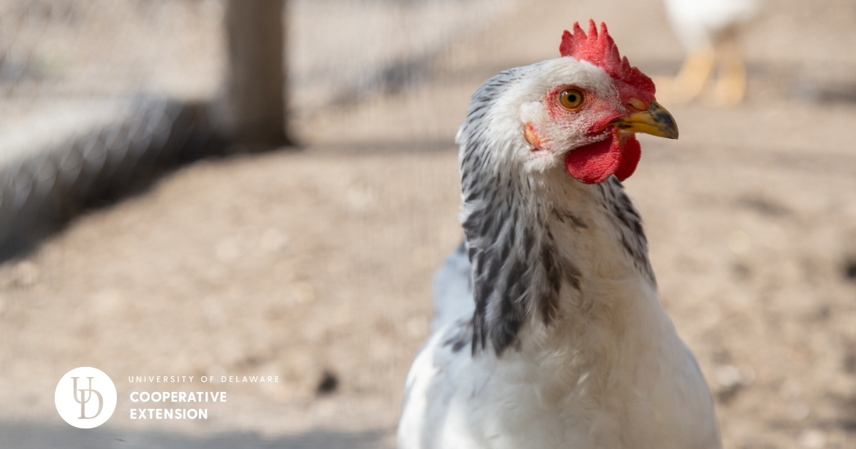 A hen in a poultry farm A hen in a poultry farm