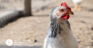 A hen in a poultry farm