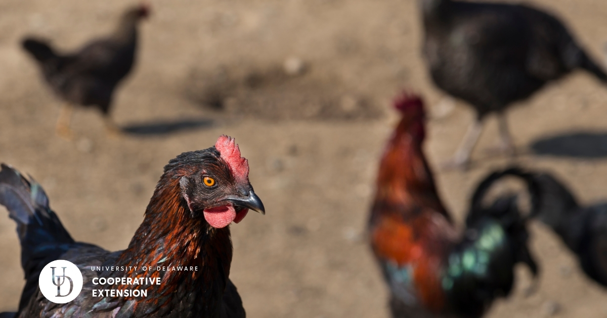 A hen with others on a farm  A hen with others on a farm
