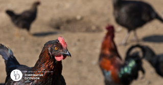  A hen with others on a farm