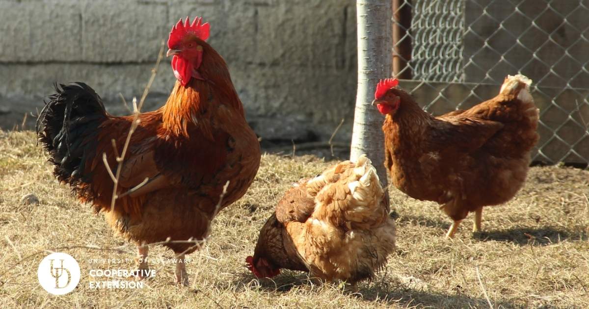 Hens around a poultry house Hens around a poultry house