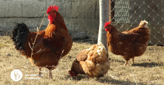 Hens around a poultry house