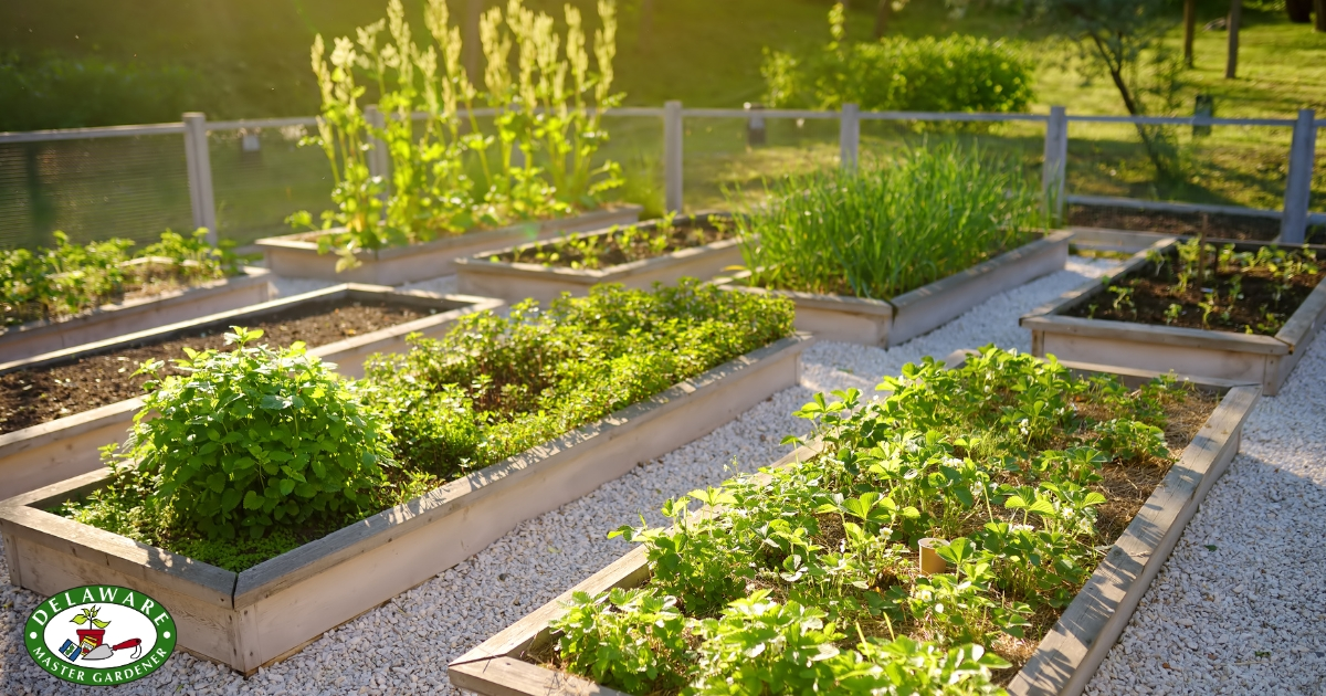 A photo of an enclosed garden with raised beds A photo of an enclosed garden with raised beds