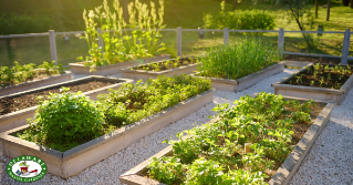 A photo of an enclosed garden with raised beds