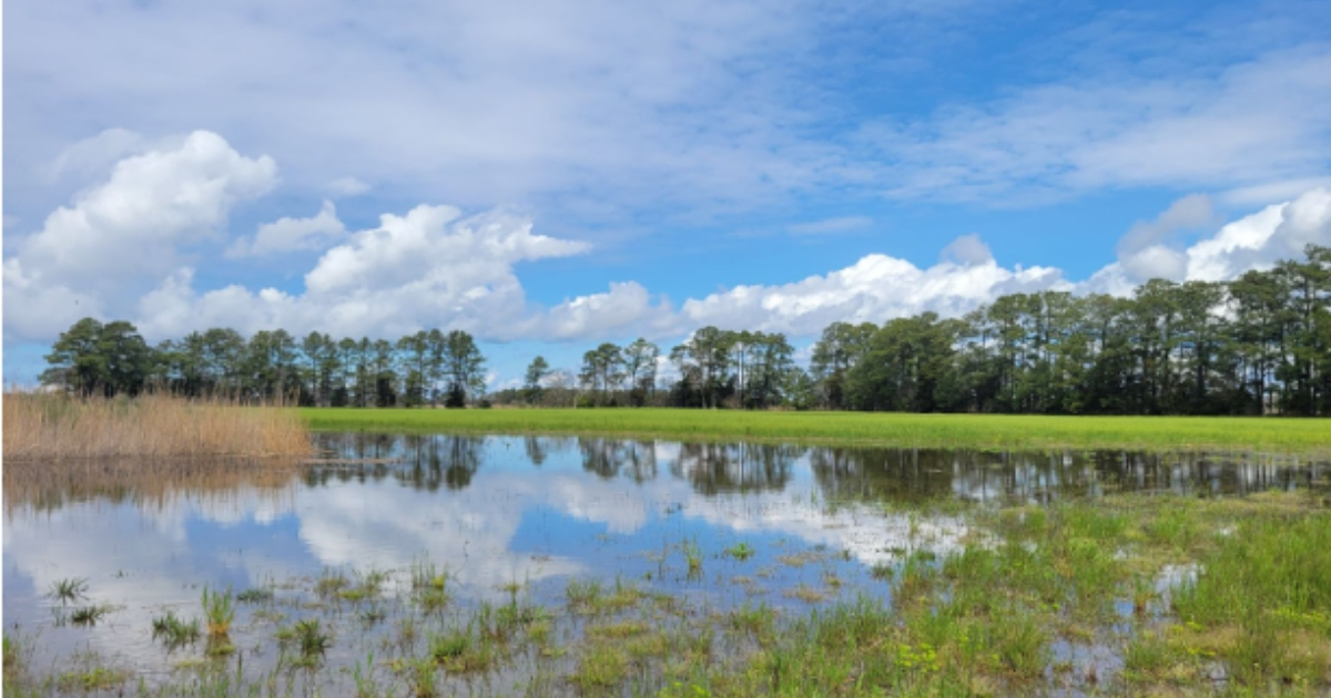 Flooding along a coastal tidal wetland into an agricultural field is reducing crop growth on Delmarva. Flooding along a coastal tidal wetland into an agricultural field is reducing crop growth on Delmarva.