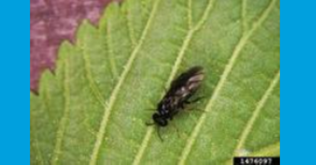 Adult Rose Slug Sawfly; Whitney Cranshaw, Colorado State University Adult Rose Slug Sawfly; Whitney Cranshaw, Colorado State University