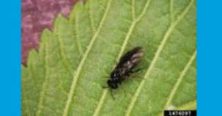 Adult Rose Slug Sawfly; Whitney Cranshaw, Colorado State University