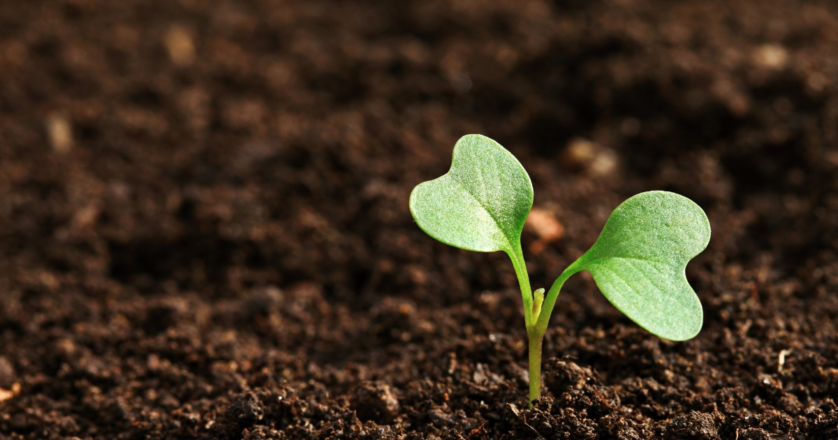 A plant beginning to sprout of of the soil A plant beginning to sprout of of the soil