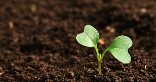 A plant beginning to sprout of of the soil