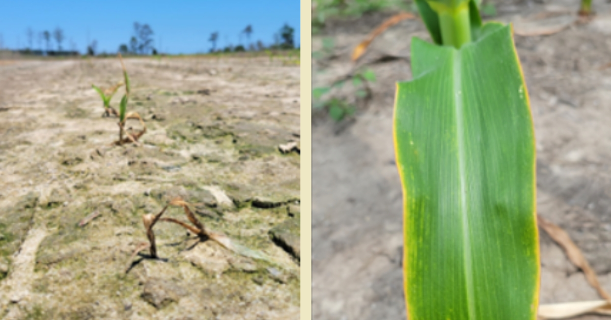 A photo dried cracked soil with a small plant trying to grow through A photo dried cracked soil with a small plant trying to grow through