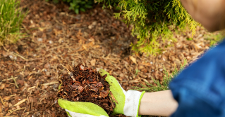 an area with mulch