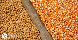 Soybeans and corn after being harvested