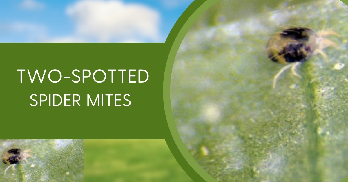 A closeup of Two-spotted spider mites A closeup of Two-spotted spider mites