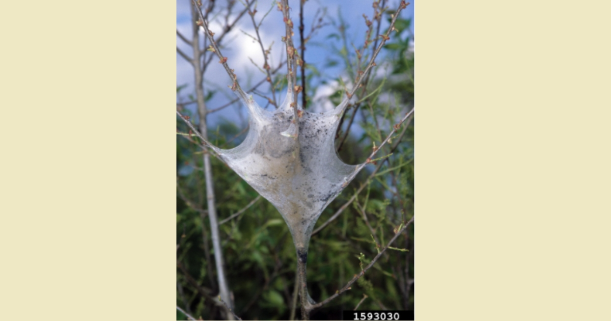 Easter Tent Caterpillar Easter Tent Caterpillar