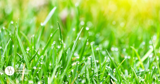 A close up of blades of grass in the sun