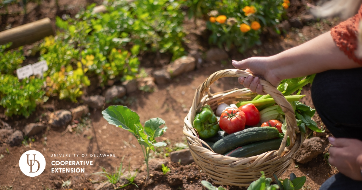 A small vegetable garden A small vegetable garden