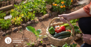 A small vegetable garden