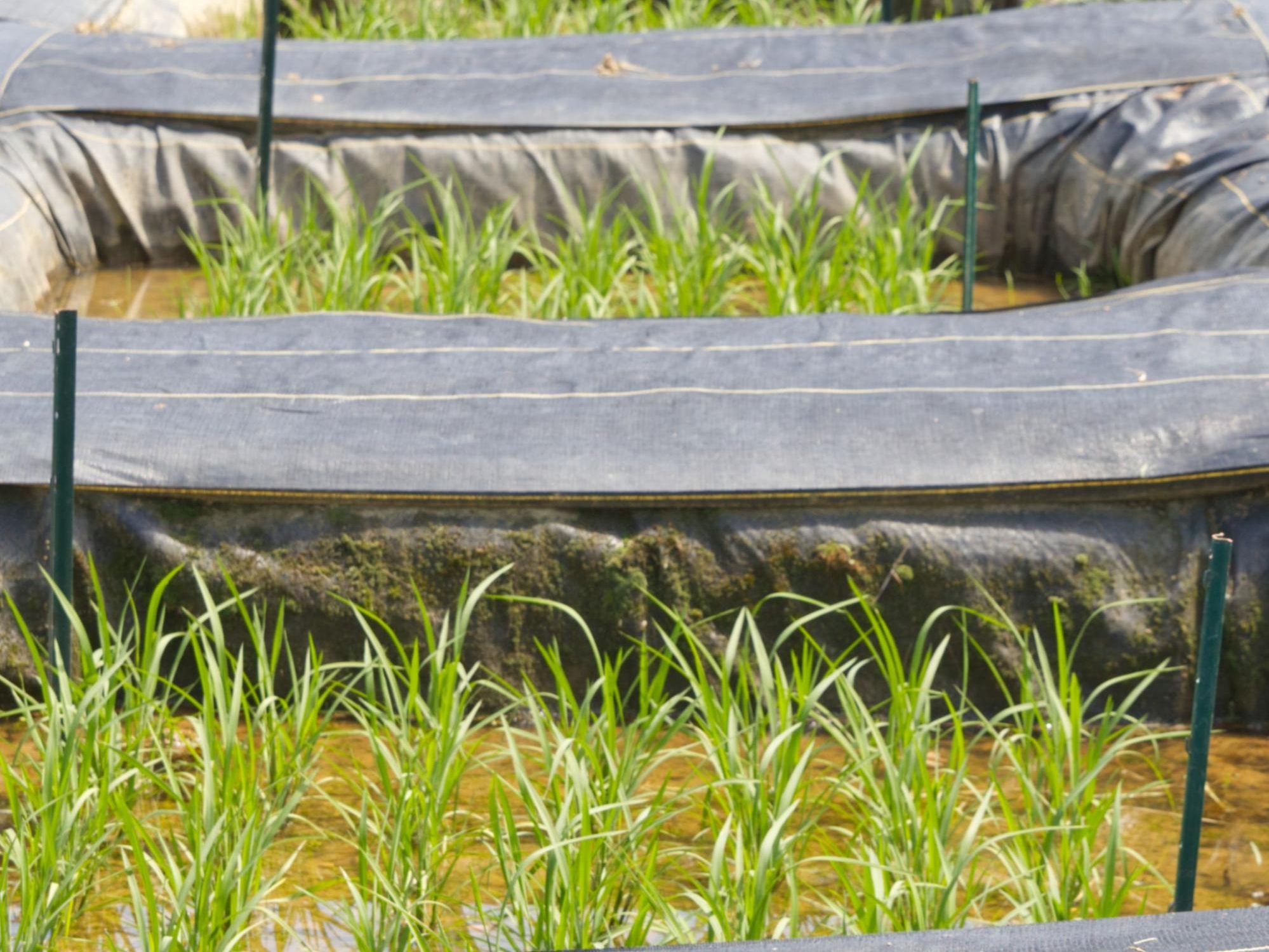 A close-up rice plants growing green above the flooded test plot.