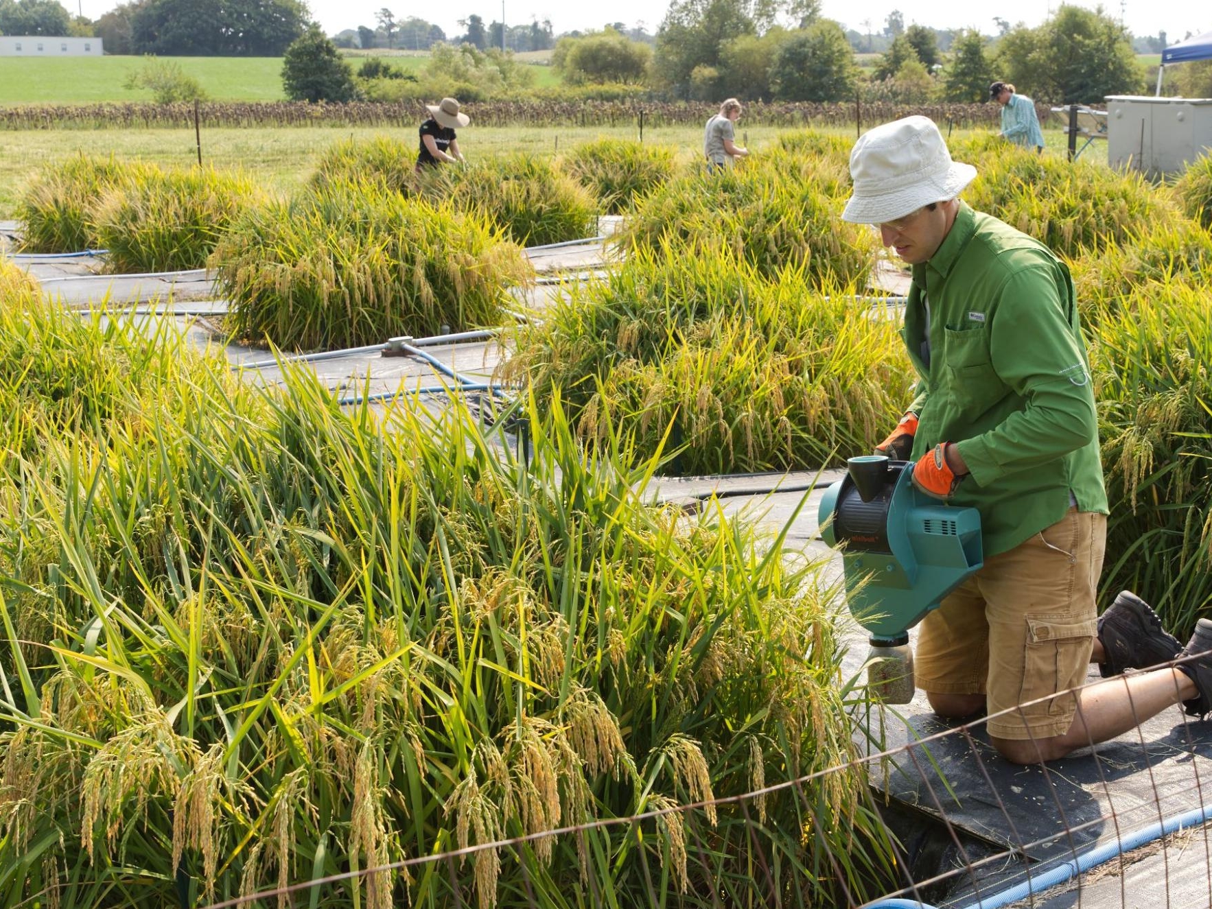 Researchers kneeling next to mush larger green and yellow plants, growing well above their submerged test plots.