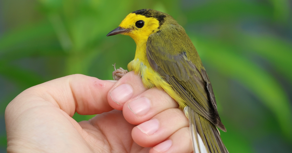 A yellow bird sits on a person's hand.