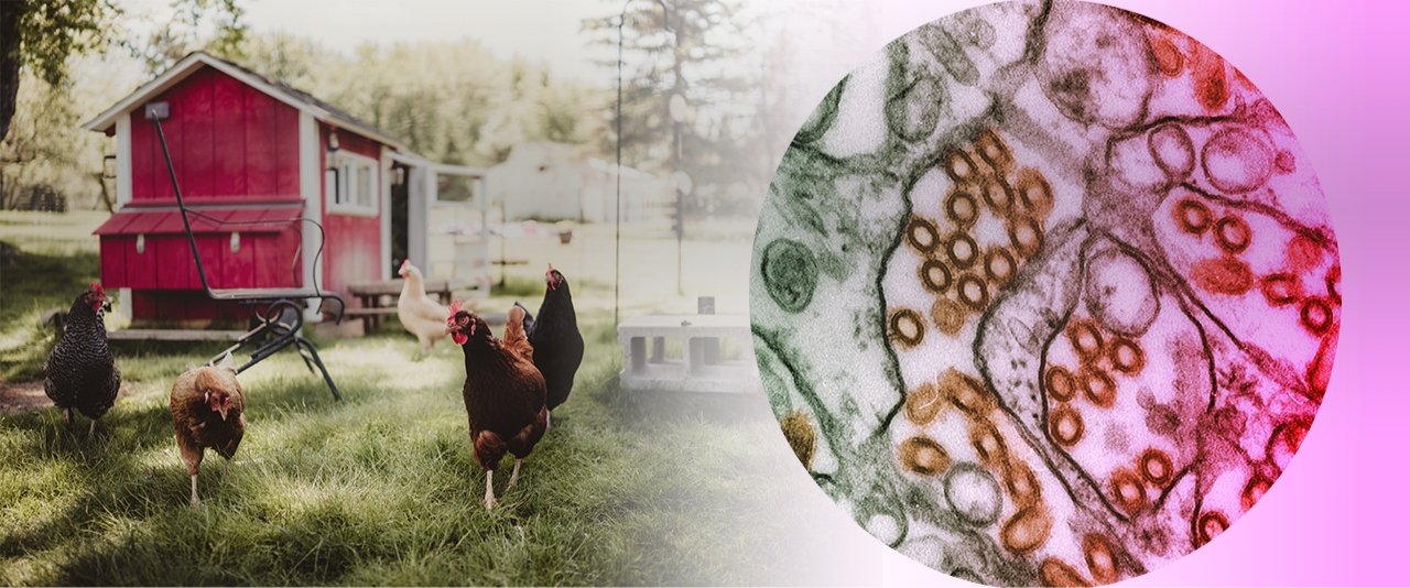 science image of avian influenza next to backyard flock
