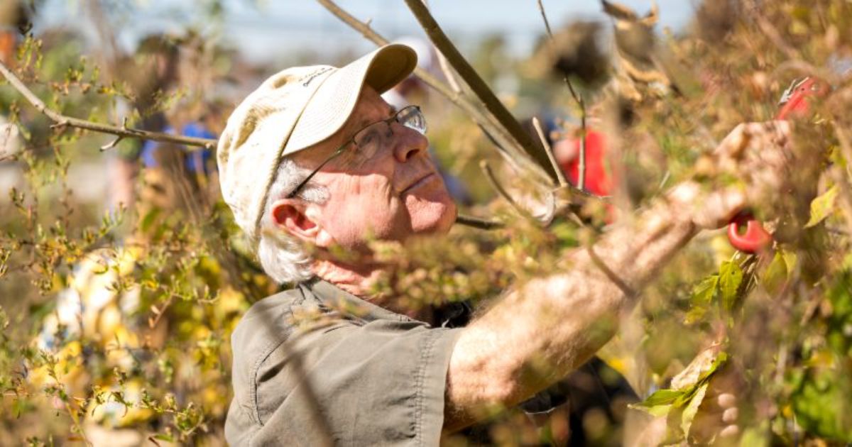 Doug Tallamy reaches up to cut invasive species off of a branch.