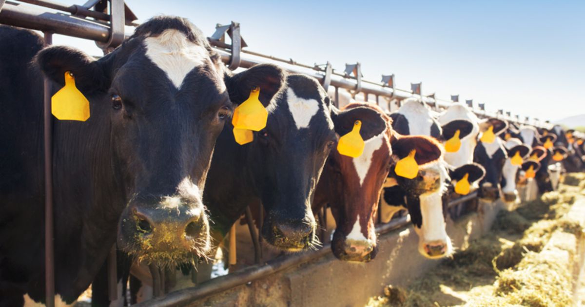 A line of several dairy cows.