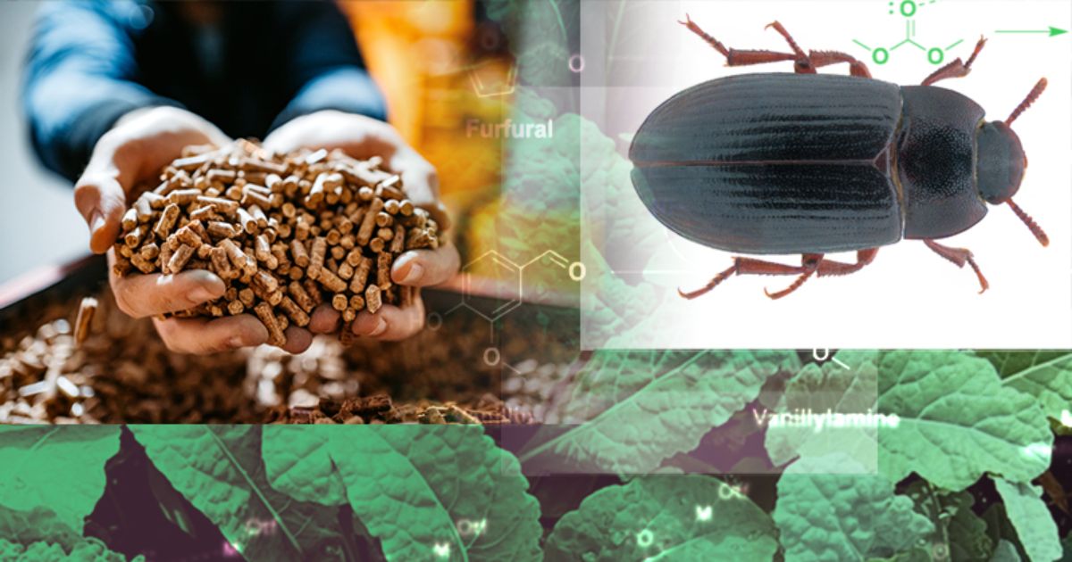 A composite photo of insects and leaves.