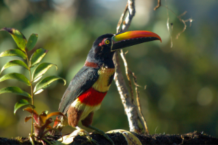 Fiery-billed aracari, a type of toucan with a large colorful bill and black wings, sits on a leafy tree branch.