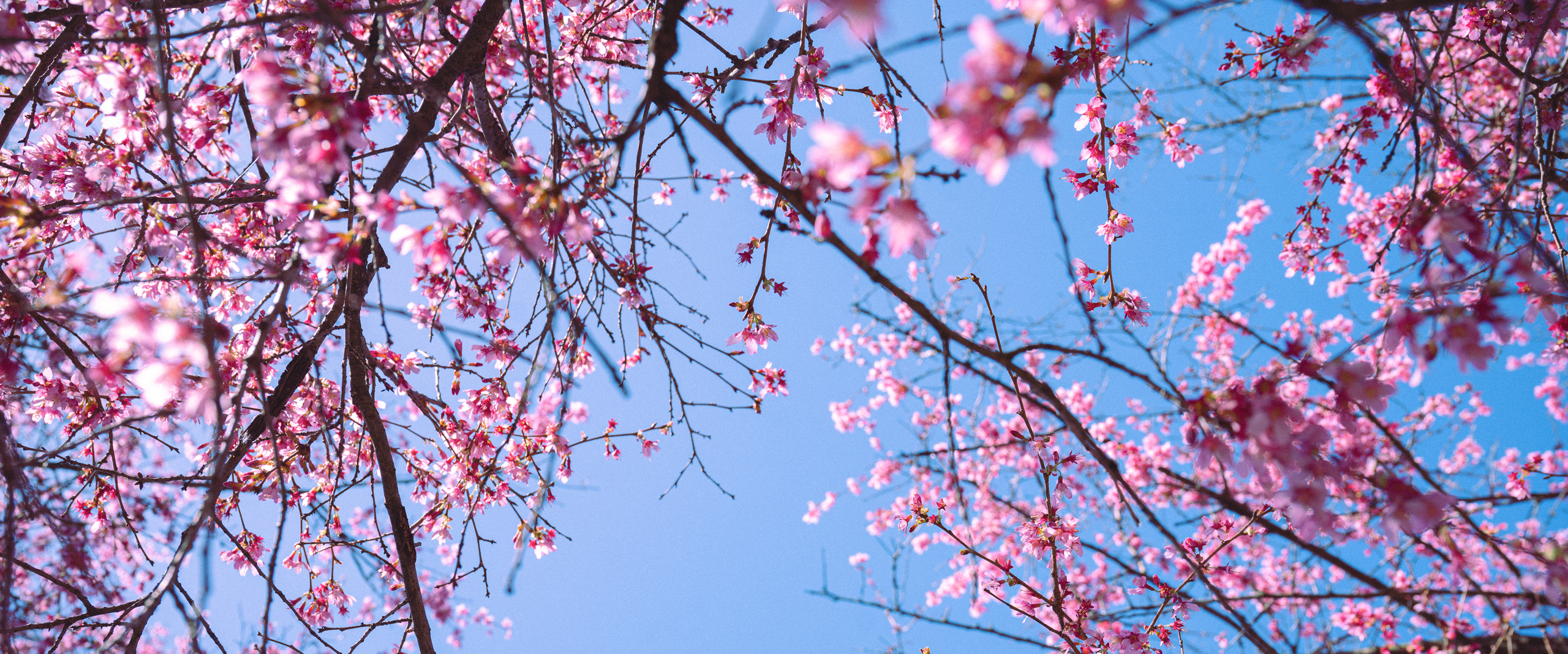 branches bloom with cherry blossoms against a clear blue sky