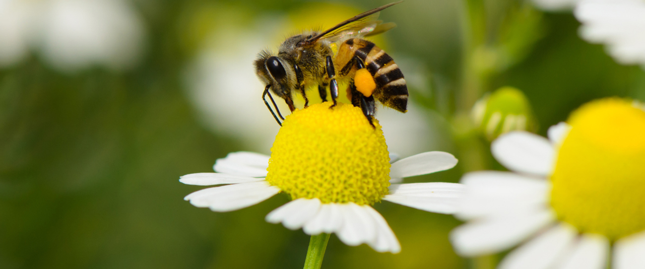 Bee on top of a flower