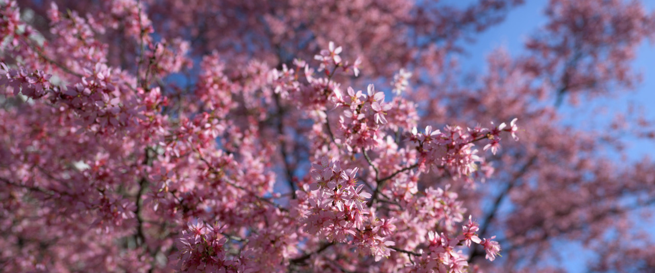 Flowering trees on campus