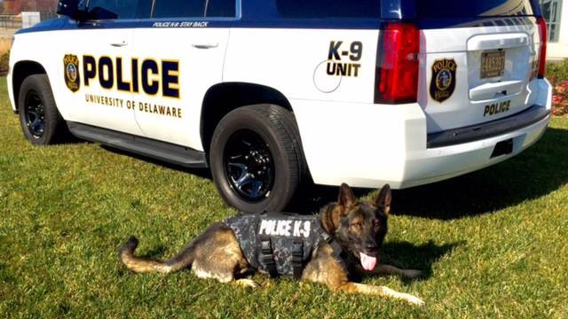 Protecting law enforcement K-9s | UDaily