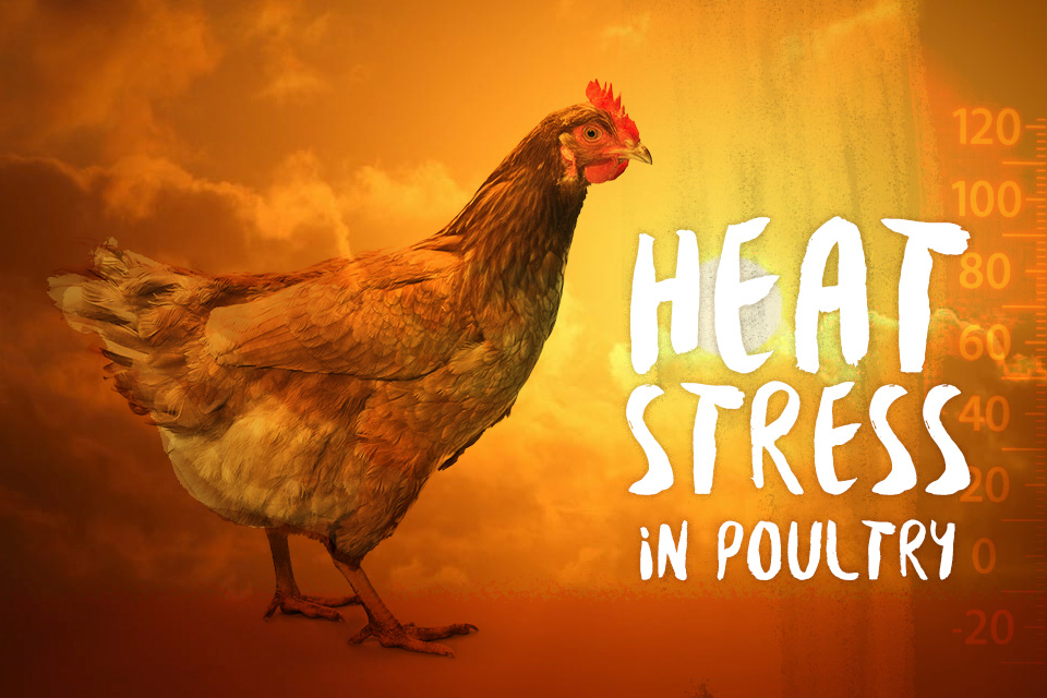 Brazilian Chickens And Heat Stress UDaily