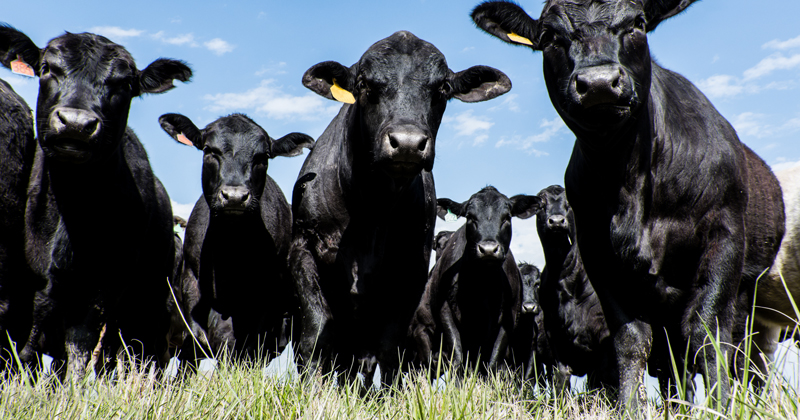 Crops for cows | UDaily - UDaily