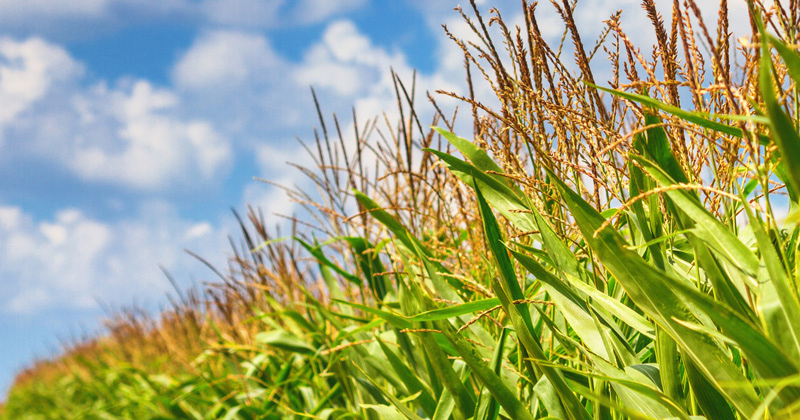A cornfield in the bright sun A cornfield in the bright sun