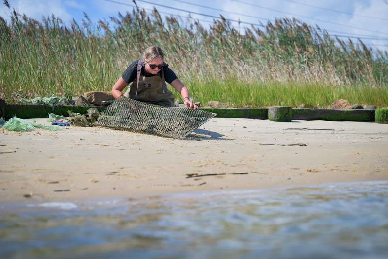 Student working on beach installing living shoreline