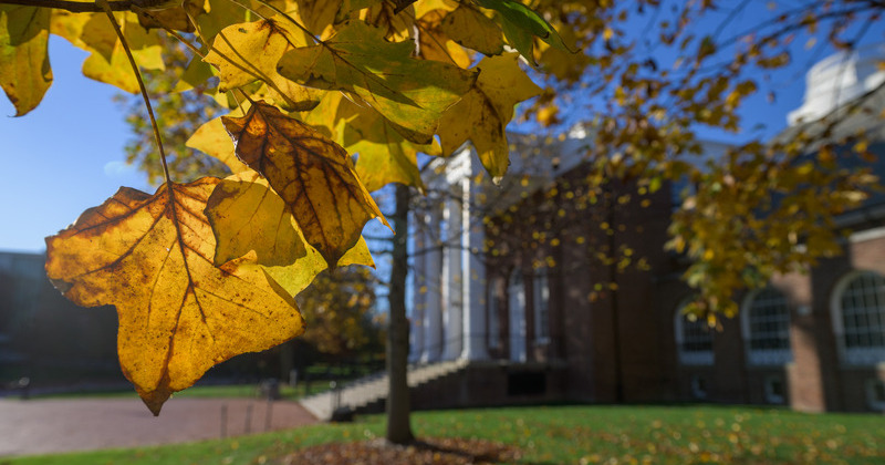 Yellow leaves hanging in front of campus building