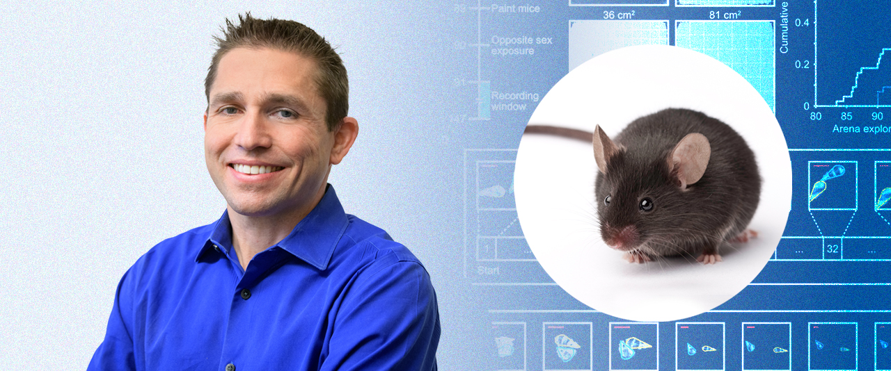 New research by neuroscience professor Josh Neunuebel found male mice who are being chased use female mice to distract their aggressors. Neunuebel’s group studies how communication shapes social behaviors, and what neural circuits process this information.