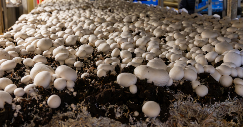 Mushroom farm