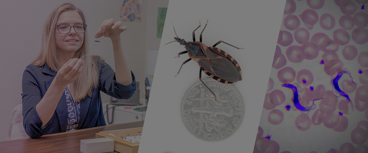 Jennifer K. Peterson holds up a Triatoma sanguisuga specimen and shows its proboscis, which is straight like a needle so they can take blood from their host.