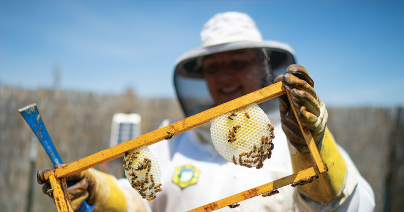 Christina Fabris dressed in bee keeping gear