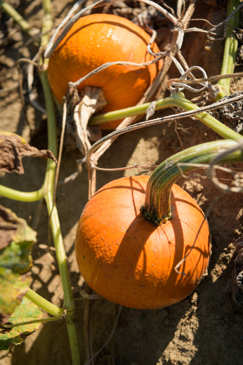 Pumpkins and fall gourds in a field on the UD Farm.